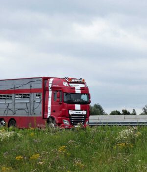 van Lieshout